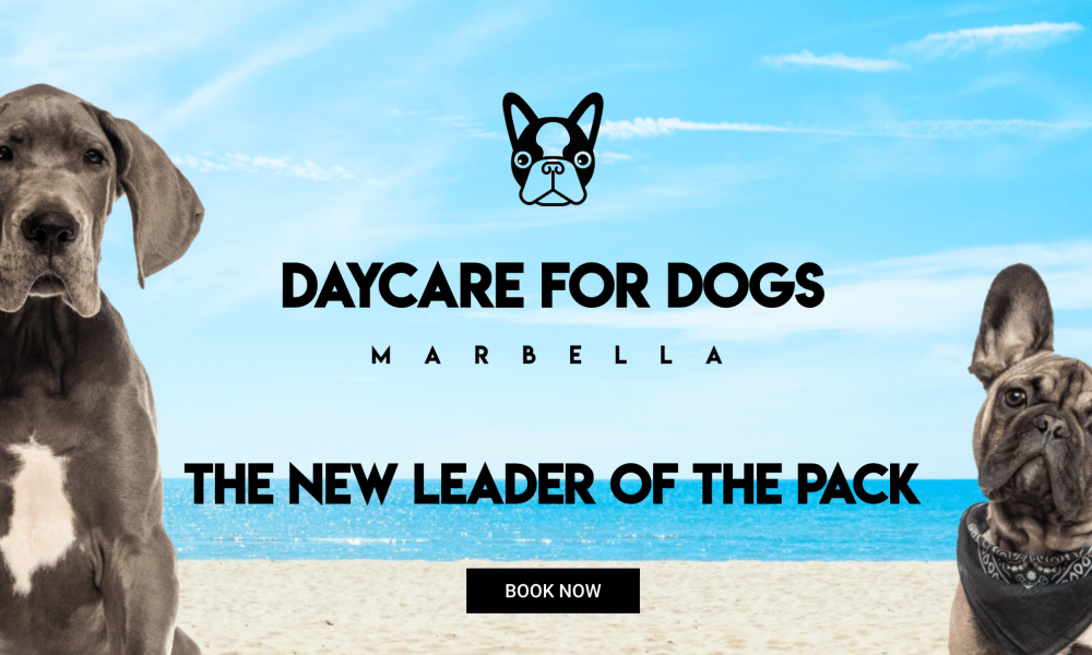 Daycare for Dogs Marbella