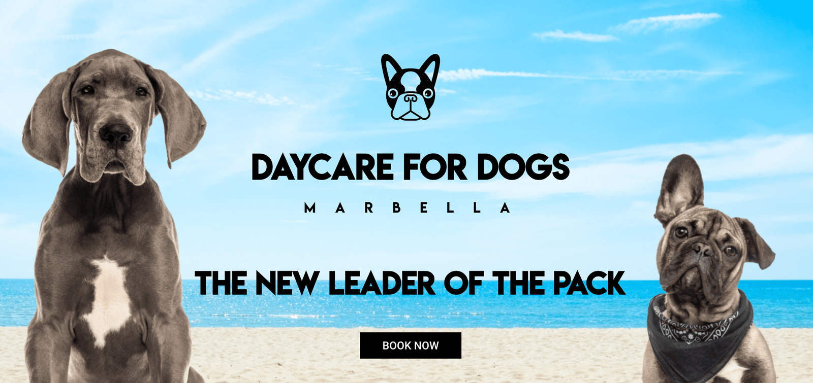 Daycare for Dogs Marbella