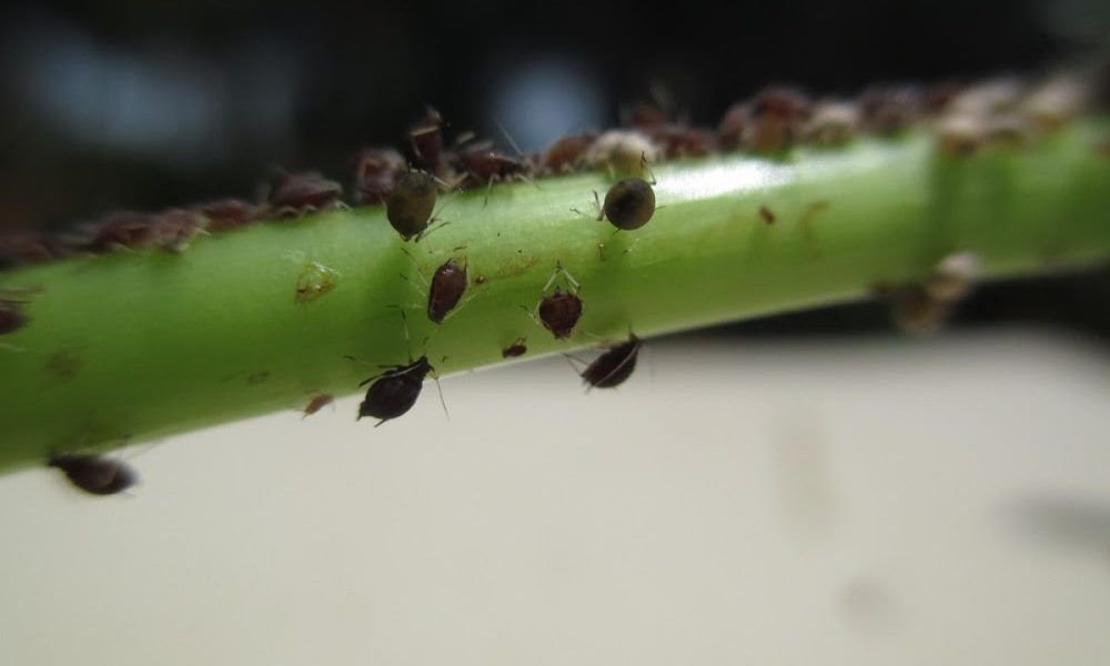 Control de plagas en Málaga – Contraplagas Ambiental