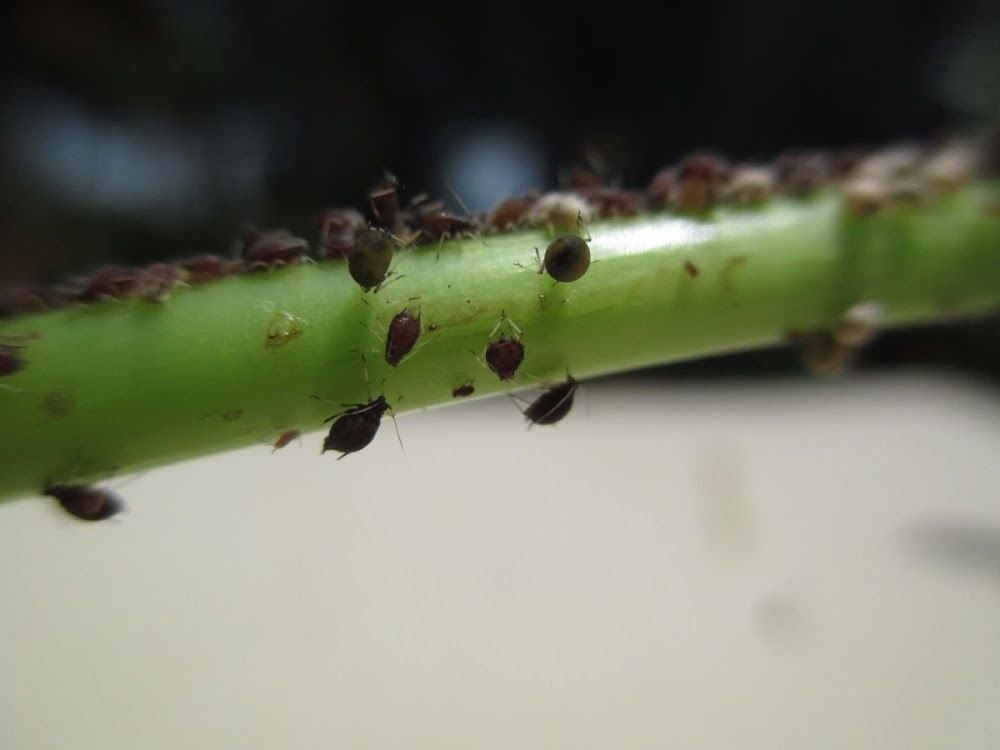 Control de plagas en Málaga – Contraplagas Ambiental