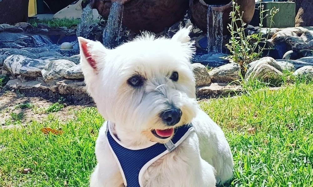 Cukis Pets Estilismo Canino