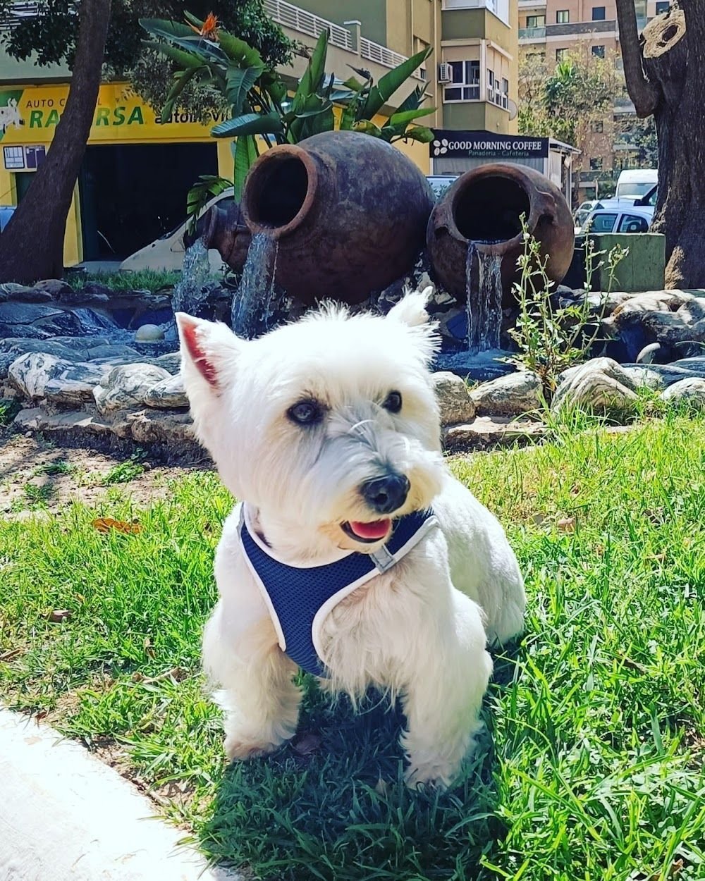 Cukis Pets Estilismo Canino