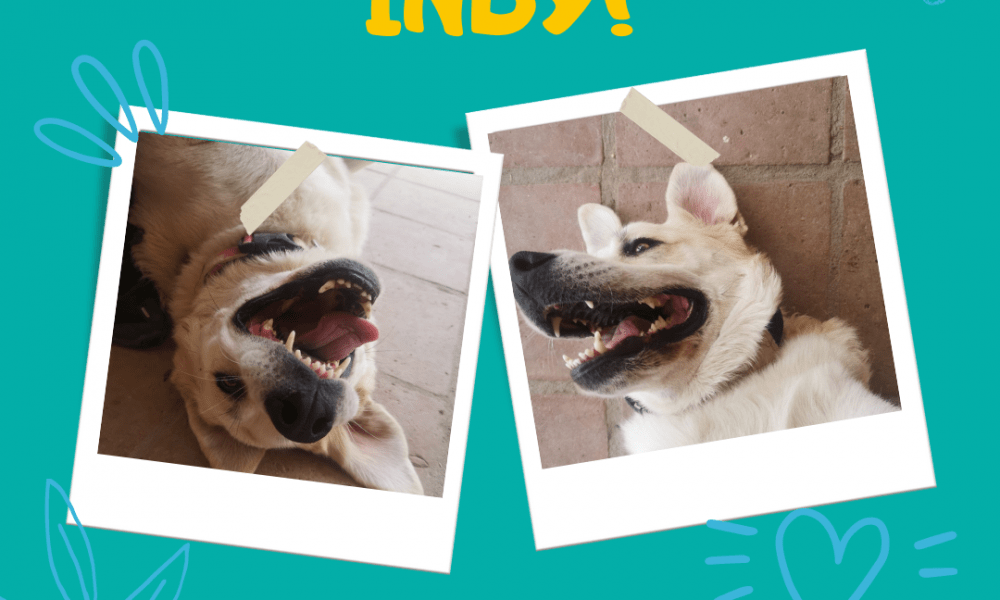 PAWS Doggy Daycare & Dog Boarding Estepona
