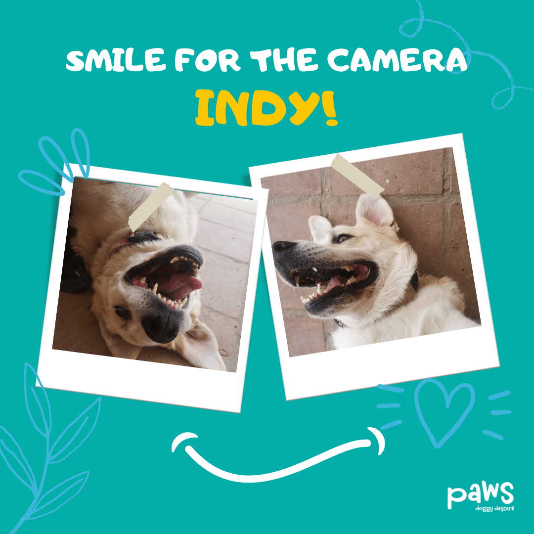 PAWS Doggy Daycare & Dog Boarding Estepona