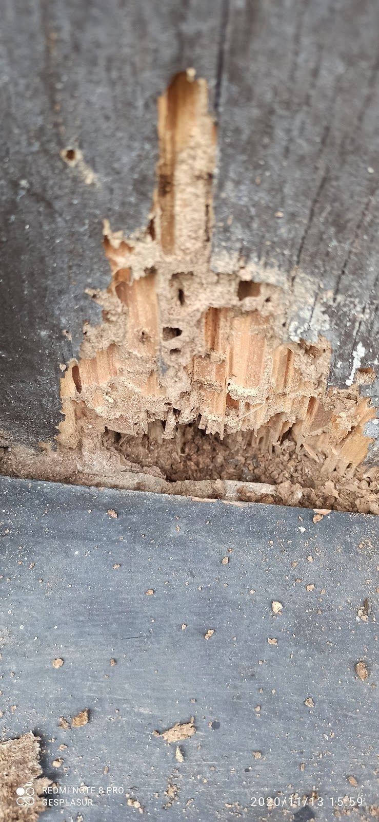 Gesplasur Servicios Biocidas