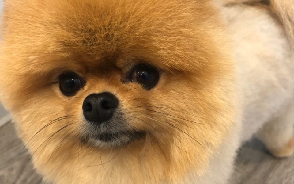 Happy Tails Dog Grooming