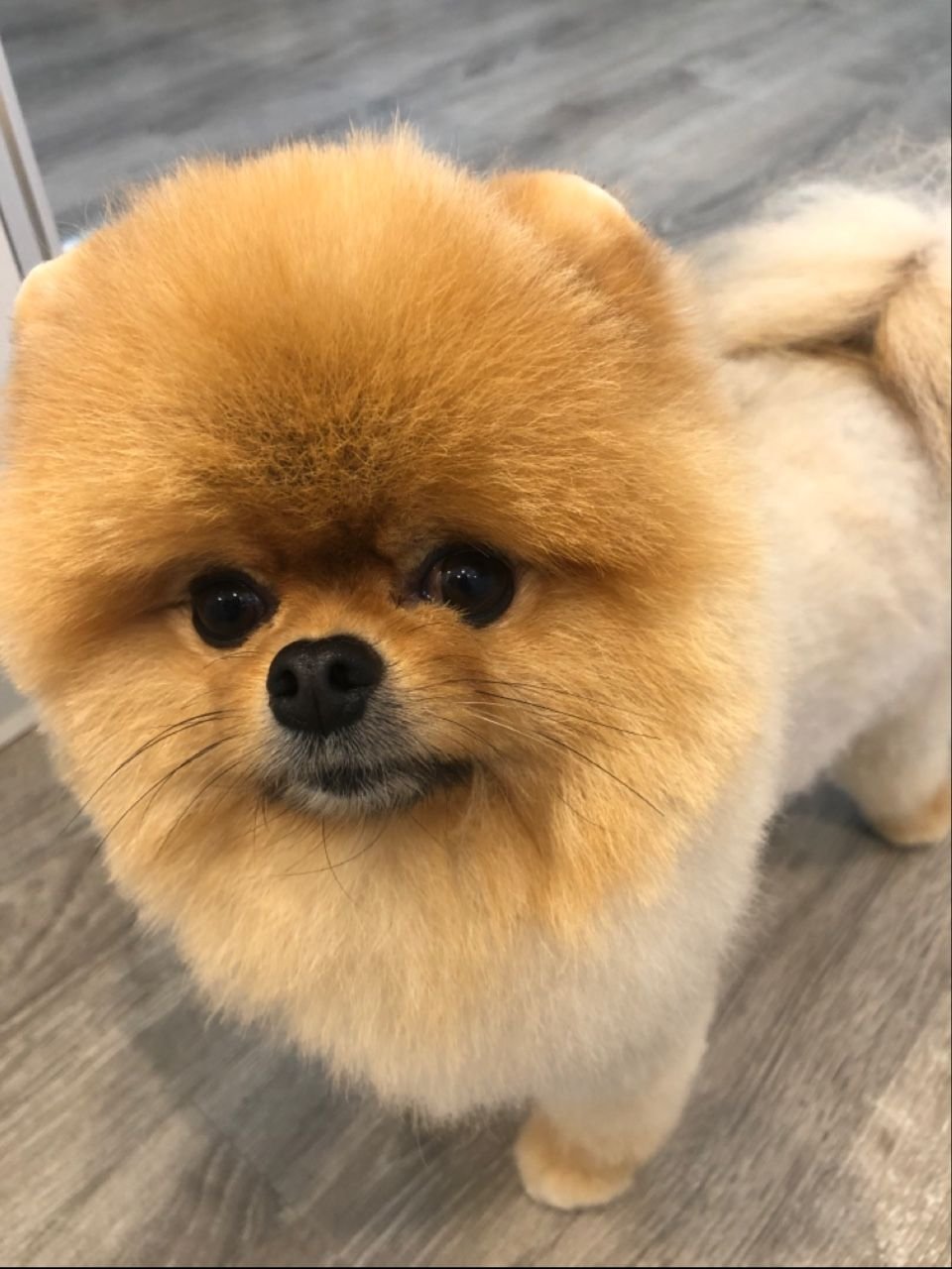 Happy Tails Dog Grooming