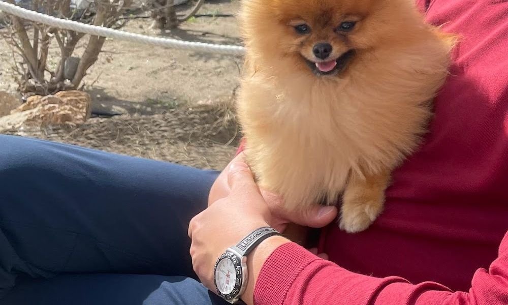 Oh My Doggy Pet Grooming & Boutique & Pet Shop