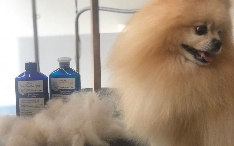 Pawadise Natural Dog SPA & Grooming