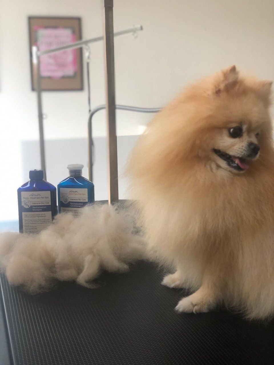 Pawadise Natural Dog SPA & Grooming