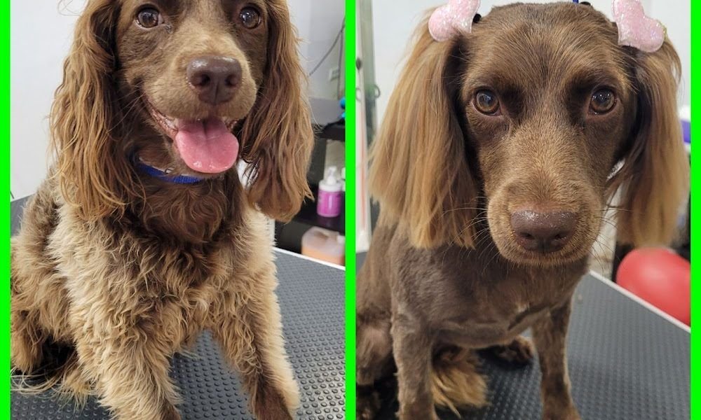 Peluqueria Canina The Dog Queen
