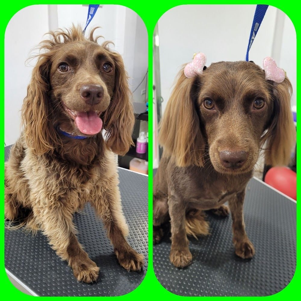 Peluqueria Canina The Dog Queen