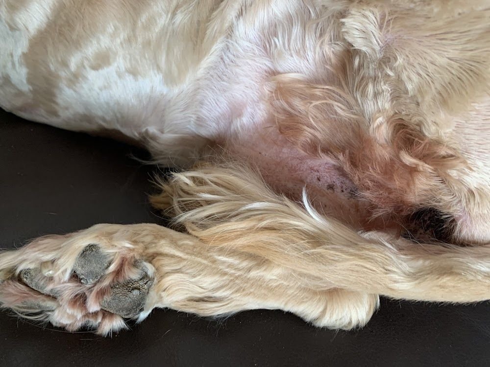 Peluquería canina y felina Coco&Piña