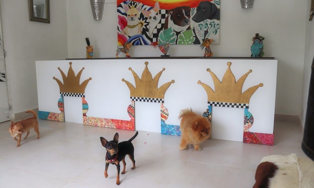 Tiny Dog Hotel Marbella